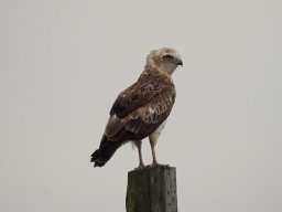 Fauna Cerro Masatrigo y entorno